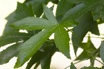 5dt42205 - Liquidambar orientalis