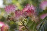 5dt42206 - Albizia julibrissin