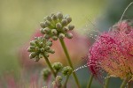5dt42222 - Albizia julibrissin