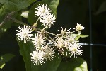 5dt42252 - Clematis vitalba