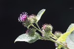 5dt42269 - Arctium minus