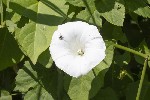 5dt42278 - Calystegia silvatica