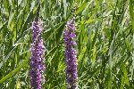 5dt42280 - Lythrum salicaria