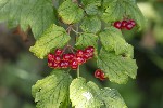 5dt42282 - Viburnum opulus