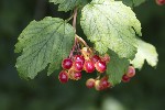 5dt42285 - Viburnum opulus