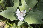 5dt42287 - Althaea officinalis