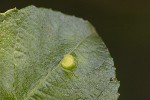 5dt42291 - Aculus tetanothrix