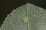 5dt42294 - Aculus tetanothrix