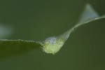 5dt42300 - Aculus tetanothrix