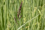 5dt42306 - Echinochloa crus-galli