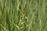 5dt42313 - Echinochloa crus-galli