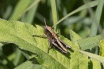 5dt42315 - Stethophyma grossum