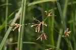 5dt42322 - Cyperus longus