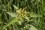 5dt42335 - Lysimachia vulgaris