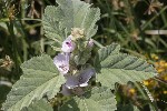 5dt42338 - Althaea officinalis