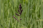 5dt42356 - Echinochloa crus-galli