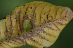 5dt42363 - Aceria erinea