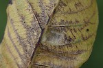 5dt42367 - Aceria erinea