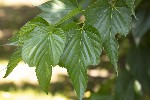 5dt42383 - Morus indica