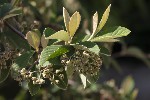 5dt42398 - Cotoneaster coriaceus