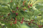 5dt42400 - Morus indica