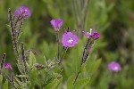 5dt42415 - Epilobium hirsutum