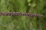 5dt42422 - Plantago major
