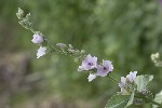 5dt42425 - Althaea officinalis