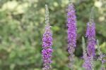 5dt42427 - Lythrum salicaria