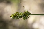 5dt42430 - Carex otrubae