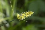 5dt42435 - Carex otrubae