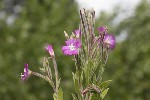 5dt42448 - Epilobium hirsutum