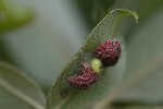 5dt42461 - Euura brevicornis