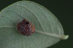 5dt42470 - Euura brevicornis