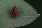 5dt42473 - Euura brevicornis