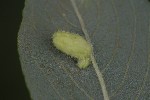 5dt42477 - Euura brevicornis