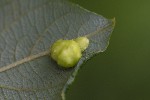 5dt42512 - Euura brevicornis