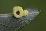 5dt42517 - Euura brevicornis