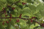 5dt42548 - Morus indica