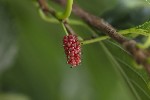 5dt42558 - Morus indica