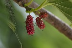 5dt42564 - Morus indica