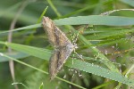 5dt42581 - Scotopteryx chenopodiata