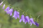 5dt42590 - Campanula rapunculoides