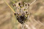 5dt42594 - Allium oleraceum