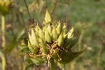 5dt42622 - Gentiana lutea