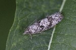 5dt42640 - Zeiraphera griseana
