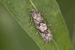 5dt42656 - Zeiraphera griseana