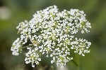 5dt42663 - Chaerophyllum aureum
