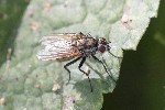 5dt42671 - Hydrophoria lancifer
