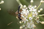 5dt42686 - Dyspetes luteomarginatus